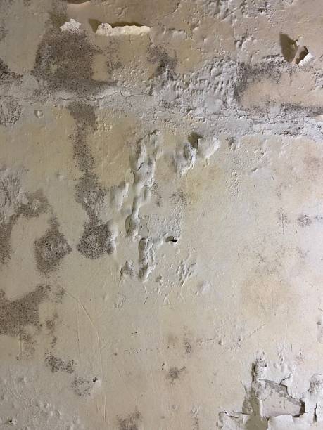 Best Bathroom Mold Remediation in Kimberling City, MO